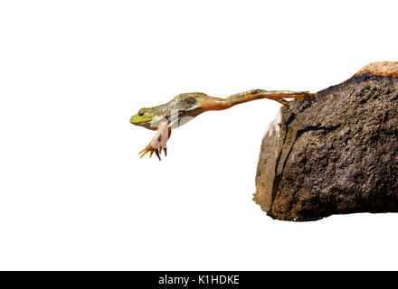 Adult American bullfrog (Lithobates catesbeianus) jumping, isolated on white background. Stock Photo