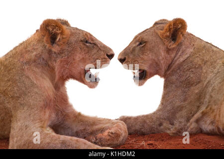 Two African lionesses (Panthera leo) resting, isolated on white background. Stock Photo