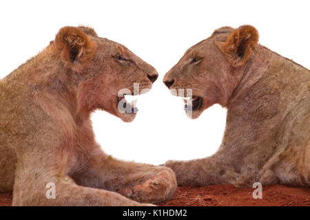 Two lionesses (Panthera leo) resting, isolated on white background. Stock Photo