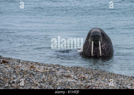 Norway, Svalbard, Nordaustlandet, Nordaust-Svalbard Nature Reserve, Torellneset. (79Â°22'13' N 20Â°40'43' E) Male Atlantic walrus.