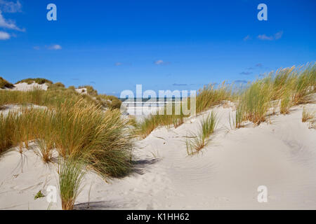 View on the beach and sea between two dunes grown with Marram grass Stock Photo