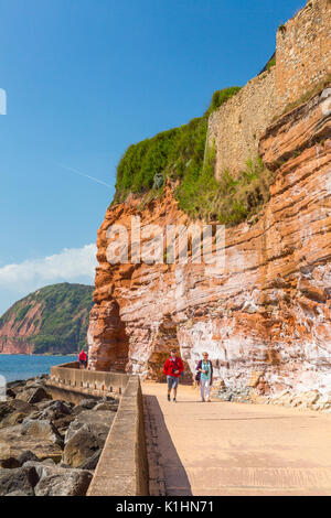 The undercliff walk at Sidmouth on the Jurassic Coast takes visitors past ancient sandstone cliffs, Devon, England, UK Stock Photo