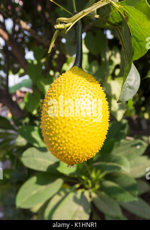 Gac fruit, Thailand Stock Photo