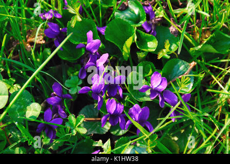 Wood violets in a meadow Stock Photo