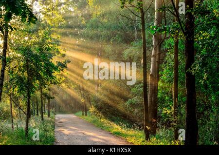 Summer morning landscape. Forest path in the sunshine. Stock Photo