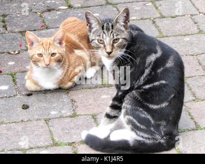 Tabby and Ginger kittens - 6 months old. Stock Photo