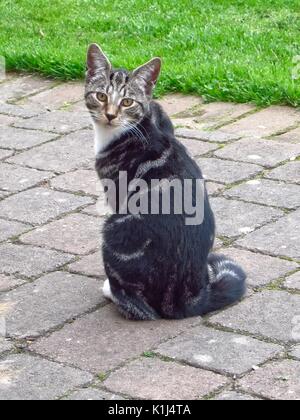 Tabby male kitten cat aged 6 months Stock Photo