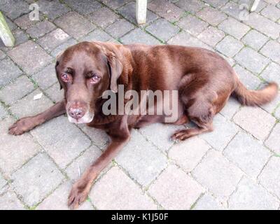 Chocolate Labrador Dog lying down outside. Stock Photo