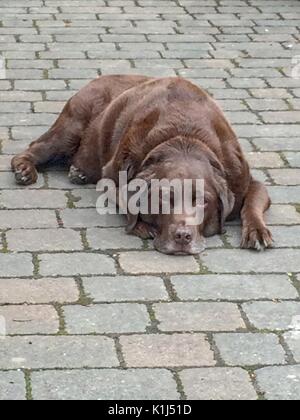 Chocolate Labrador Dog lying down outside. Stock Photo