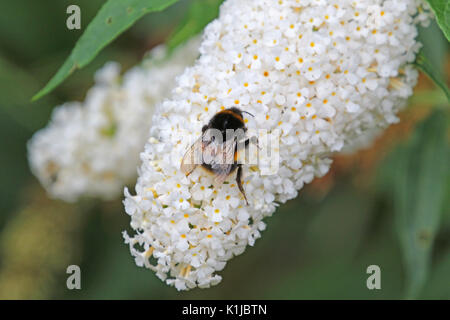 Bee on white buddleia Stock Photo