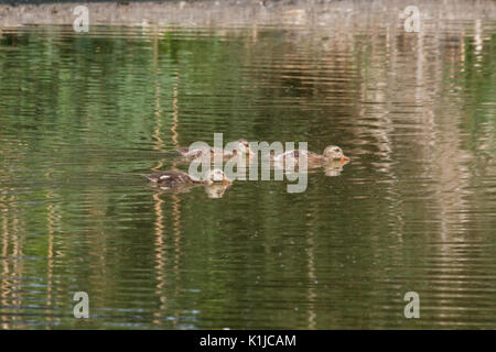 young gadwall duck in a pond at Vancouver BC Canada Stock Photo