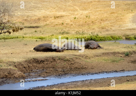 Three Hippo napping on the edge of a pond in a park in Tanzania