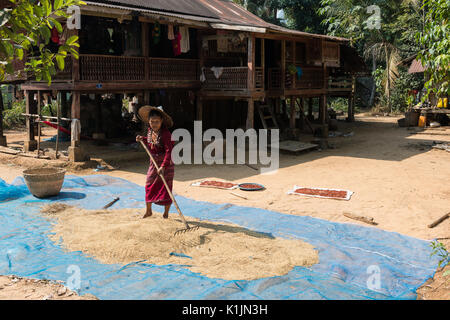 A woman from Lakkana village uses rakes to spread rice grains for drying in the sun, Kayin State, Myanmar. Stock Photo