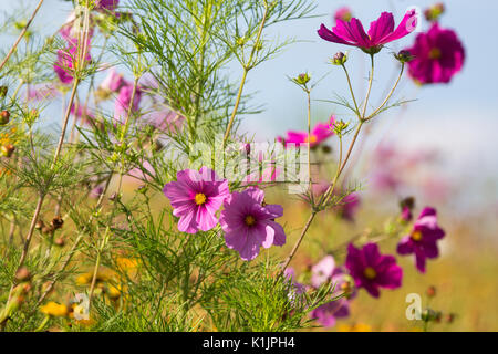 Windsor, UK. 25th August, 2017. Wild flowers at Savill Garden in Windsor Great Park. Stock Photo