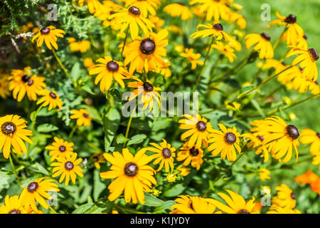 Closeup pattern of many yellow black eyed susan daisy flowers with black center heads Stock Photo