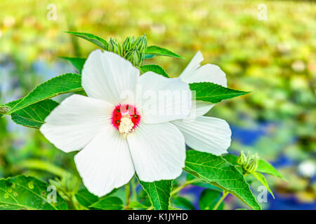 Closeup of white and red malva flower showing detail, texture and bokeh in summer Stock Photo