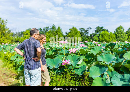Washington DC, USA - July 23, 2017: Many blooming pink bright lotus flowers in pond with tourists people taking pictures Stock Photo