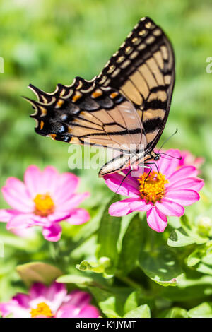 One eastern tiger swallowtail yellow butterfly on purple pink zinnia flowers in summer garden macro closeup Stock Photo