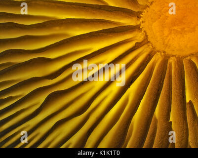 Photomicrograph of mushroom gills, pictured area is about 7.8mm wide Stock Photo