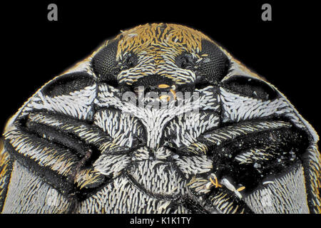 Reflected light micrograph of varied carpet beetle (Anthrenus verbasci), pictured area is about 1.5mm wide Stock Photo