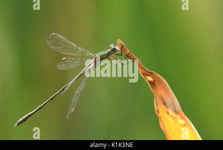 A stunning rare Willow Emerald Damselfly (Chalcolestes viridis) perched on a reed. Stock Photo
