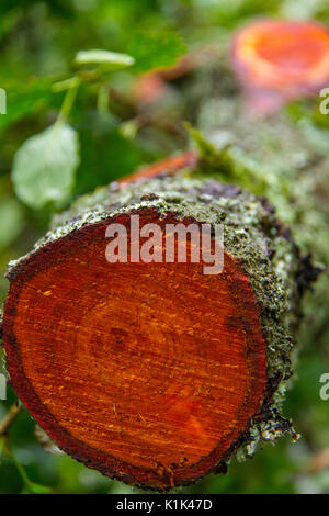Recently sawed tree trunk orange cross section in woods in Keswick, UK Stock Photo
