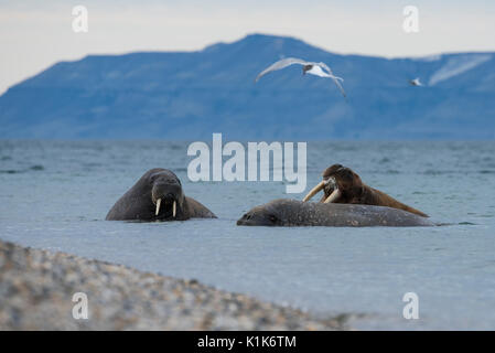 Norway, Svalbard, Nordaustlandet-Svalbard Nature Reserve, Torrellneset (79° 22' 15' N  20° 40' 54' E) Male Atlantic walus. Stock Photo