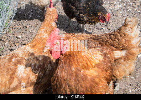 Small,number,of,my,backyard,chickens,in,my,MODEL RELEASED,PROPERTY RELEASED garden, in Wales,village,Welsh,U.K.,UK,Europe, Stock Photo