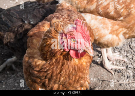 Small,number,of,my,backyard,chickens,in,my,MODEL RELEASED,PROPERTY RELEASED garden, in Wales,village,Welsh,U.K.,UK,Europe, Stock Photo