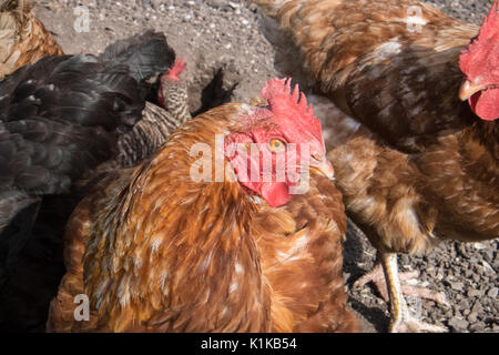 Small,number,of,my,backyard,chickens,in,my,MODEL RELEASED,PROPERTY RELEASED garden, in Wales,village,Welsh,U.K.,UK,Europe, Stock Photo