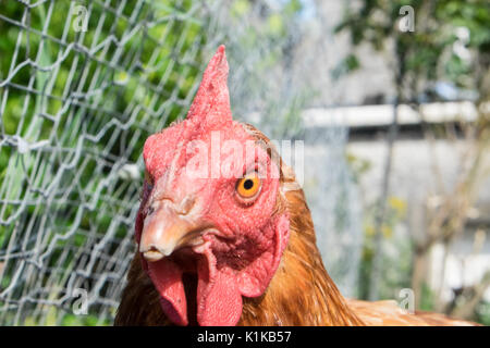 Small,number,of,my,backyard,chickens,in,my,MODEL RELEASED,PROPERTY RELEASED garden, in Wales,village,Welsh,U.K.,UK,Europe, Stock Photo
