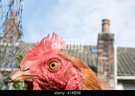 Small,number,of,my,backyard,chickens,in,my,MODEL RELEASED,PROPERTY RELEASED garden, in Wales,village,Welsh,U.K.,UK,Europe, Stock Photo
