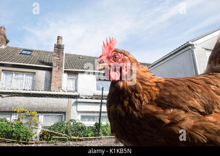 Small,number,of,my,backyard,chickens,in,my,MODEL RELEASED,PROPERTY RELEASED garden, in Wales,village,Welsh,U.K.,UK,Europe, Stock Photo