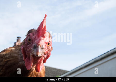 Small,number,of,my,backyard,chickens,in,my,MODEL RELEASED,PROPERTY RELEASED garden, in Wales,village,Welsh,U.K.,UK,Europe, Stock Photo