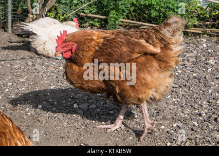 Small,number,of,my,backyard,chickens,in,my,MODEL RELEASED,PROPERTY RELEASED garden, in Wales,village,Welsh,U.K.,UK,Europe, Stock Photo