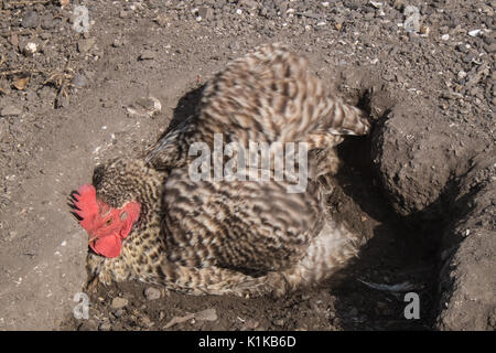 Small,number,of,my,backyard,chickens,in,my,MODEL RELEASED,PROPERTY RELEASED garden, in Wales,village,Welsh,U.K.,UK,Europe, Stock Photo