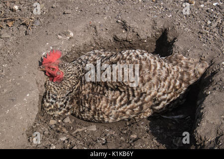 Small,number,of,my,backyard,chickens,in,my,MODEL RELEASED,PROPERTY RELEASED garden, in Wales,village,Welsh,U.K.,UK,Europe, Stock Photo