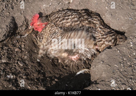 Small,number,of,my,backyard,chickens,in,my,MODEL RELEASED,PROPERTY RELEASED garden, in Wales,village,Welsh,U.K.,UK,Europe, Stock Photo