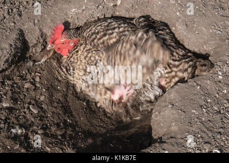 Small,number,of,my,backyard,chickens,in,my,MODEL RELEASED,PROPERTY RELEASED garden, in Wales,village,Welsh,U.K.,UK,Europe, Stock Photo