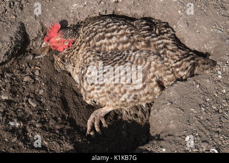 Small,number,of,my,backyard,chickens,in,my,MODEL RELEASED,PROPERTY RELEASED garden, in Wales,village,Welsh,U.K.,UK,Europe, Stock Photo