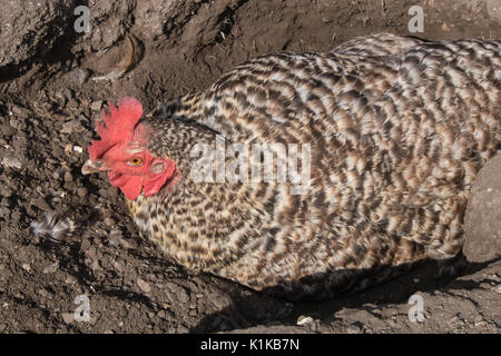 Small,number,of,my,backyard,chickens,in,my,MODEL RELEASED,PROPERTY RELEASED garden, in Wales,village,Welsh,U.K.,UK,Europe, Stock Photo