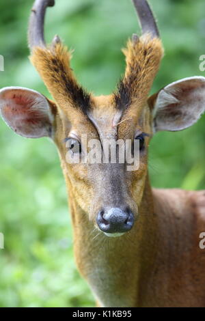 Indian muntjac or barking deer (Muntiacus muntjak) in Khao Yai National Park, Thailand Stock Photo