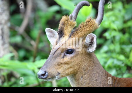 Indian muntjac or barking deer (Muntiacus muntjak) in Khao Yai National Park, Thailand Stock Photo