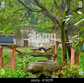 Giant pandas at Chongqing Zoo, Chongqing, China. 2nd Dec, 2023. (Photo ...