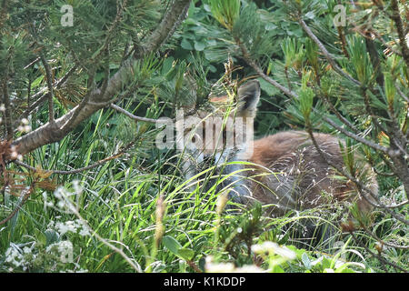 Ezo red fox (Sakhalin fox) peering from the bushes, Daisetsuzan National Park, Hokkaido, Japan Stock Photo