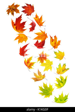 Isolated falling leaves. Colorful maple leaves in the air isolated on white background with clipping path Stock Photo
