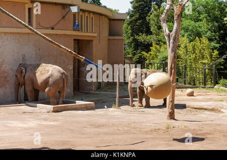 Indian elephants at Zoo in Rome, Italy Stock Photo