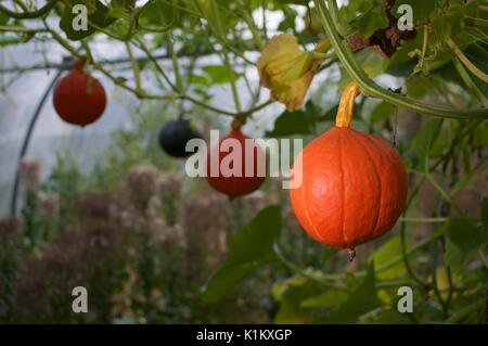 Gourds growing on vines in a polytunnel Stock Photo