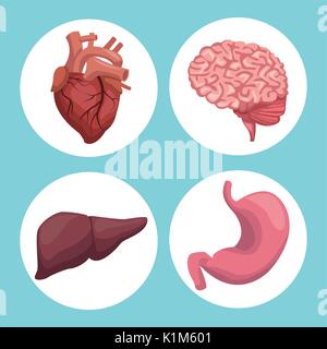 color background with circular frame organs human body Stock Vector