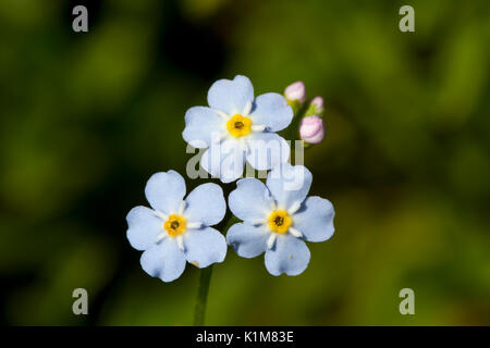 Wood forget-me-not (Myosotis sylvatica), Bavaria, Germany Stock Photo